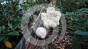 Lion`s Mane Mushrooms growing in the forest. Popular Medicinal mushroom in herbalism.