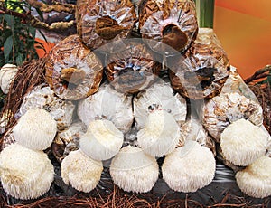 Lion`s mane mushrooms or hericium erinaceus growing on plastic bag , nature indoor background