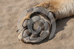 Lion`s paw on sand at the zoological park