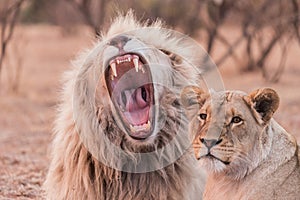 Lion\'s roar