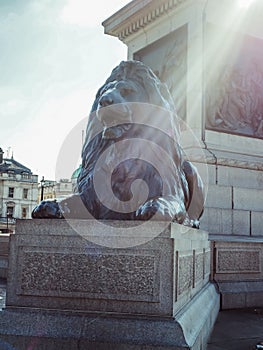 The LionÃ¢â¬â¢s statue at the base of the Nelson`s Column, monument in Trafalgar Square, City of WestMinster.