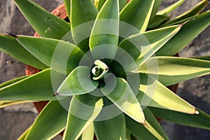 lion\'s tail (Agave attenuata) plant in a pot : (pix Sanjiv Shukla)