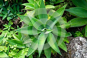Lion`s Tail, Swan`s Neck or Fox Tail Agave - Agave Attenuata photo