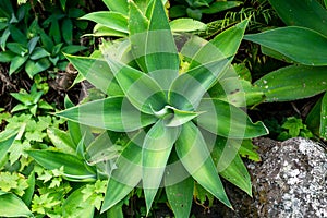 Lion`s Tail, Swan`s Neck or Fox Tail Agave - Agave Attenuata