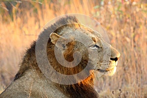 Lion in Sabi Sands