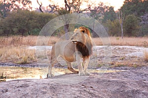 Lion in Sabi Sands
