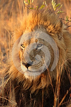 Lion in Sabi Sands photo