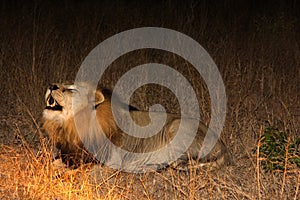 Lion in Sabi Sands