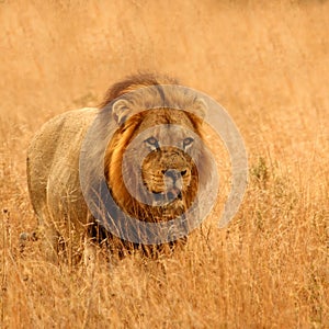 Lion in Sabi Sands photo