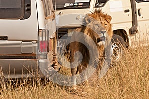 Lion on safari