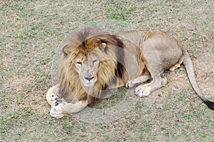 Lion, Safari Park Taigan, Crimea.