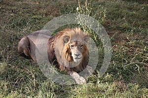 Lion in Safari-Park Taigan near Belogorsk town, Crimea