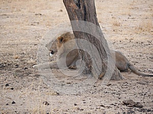 Lion on safari in Tarangiri-Ngorongoro