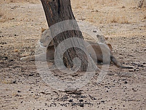 Lion on safari in Tarangiri-Ngorongoro