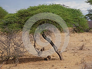 Lion on safari in Tarangiri-Ngorongoro