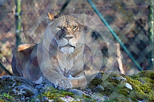 Lion in Salzburg Zoo, Austria, Europe