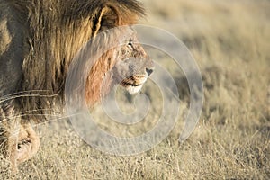 A lion in savanna