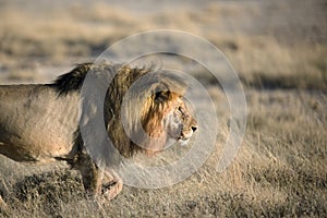 A lion in savanna