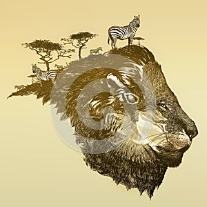 Lion of savanna