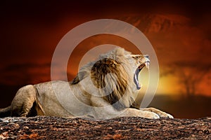 Lion on savanna landscape background and Mount Kilimanjaro at sunset