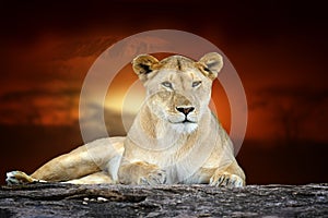 Lion on savanna landscape background and Mount Kilimanjaro at sunset