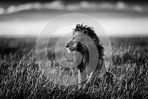 Lion in the savannah of Masai Mara in Kenya