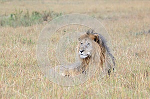 Lion on Savanne photo