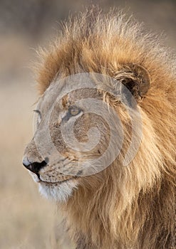 Lion in the Savuti region of Botswana