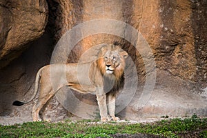 Lion with Scars