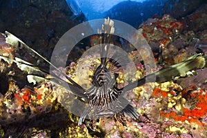 Lion scorpion fish