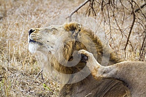 Lion scratching in Kruger savannah, South Africa