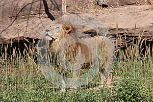 Lion, see it in KHON KAEN zoo.