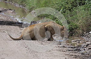 Lioness drinking from ditch in Serengeti photo