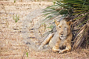 Lion in Selous Game Reserve