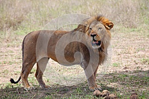 Lion in Serengeti