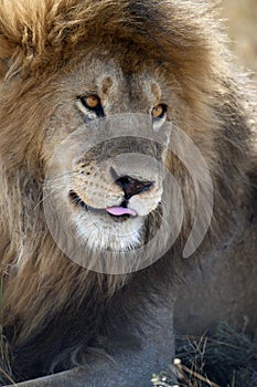 Lion in Serengeti National Park, Tanzania, Africa