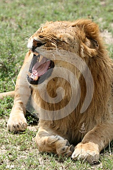 Lion - Serengeti Safari, Tanzania, Africa