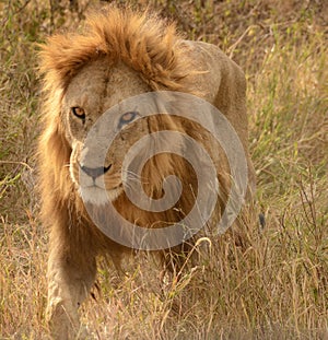 Lion in Serengeti, Tanzania