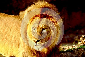 Lion in the Serengeti photo