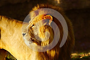 Lion in the Serengeti photo
