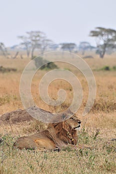 Lion at Serengueti Tanzania photo