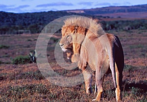 A lion in Shamwari Game Reserve near Port Elisabeth in the Western Cape