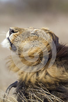 Lion shecking himself in Kruger National park, South Africa