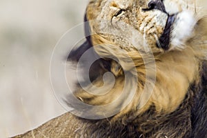 Lion shecking himself in Kruger National park, South Africa