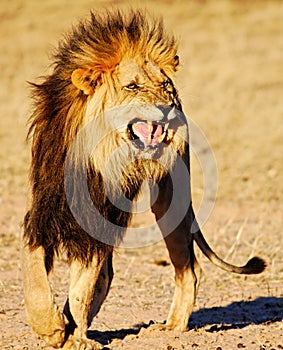 Lion showing Flehmen response