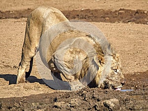 Male Lion drinking water photo