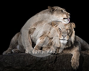 Lion Siblings III