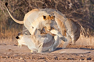 Lion siblings play fighting