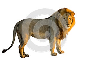 Lion side