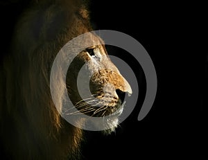 Lion Side Portrait